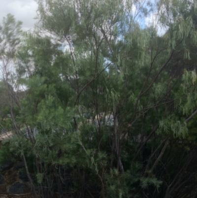 Acacia doratoxylon (Currawang) at Australian National University - 20 Nov 2014 by TimYiu