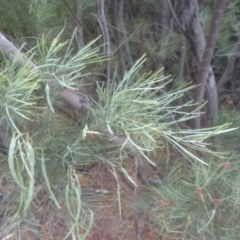 Acacia doratoxylon at Acton, ACT - 21 Nov 2014