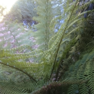 Dicksonia antarctica (Soft Treefern) at Acton, ACT - 2 Nov 2014 by TimYiu