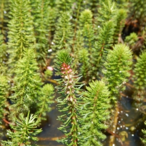 Myriophyllum crispatum at Forde, ACT - 21 Nov 2014