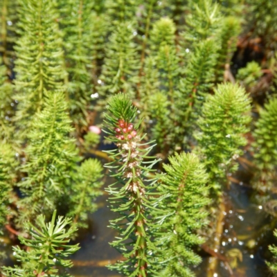 Myriophyllum crispatum (Water Millfoil) at Forde, ACT - 21 Nov 2014 by MichaelMulvaney