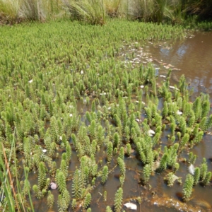 Myriophyllum crispatum at Forde, ACT - 21 Nov 2014 12:47 PM