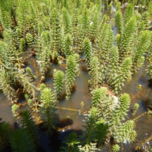 Myriophyllum crispatum at Forde, ACT - 21 Nov 2014 12:47 PM