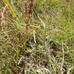 Plantago gaudichaudii (Narrow Plantain) at Gungahlin, ACT - 21 Nov 2014 by MichaelMulvaney