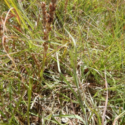 Plantago gaudichaudii (Narrow Plantain) at Gungahlin, ACT - 21 Nov 2014 by MichaelMulvaney