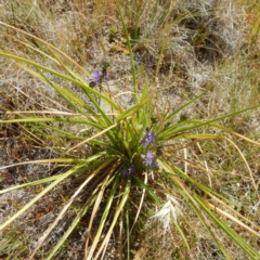 Caesia calliantha (Blue Grass-lily) at Gungahlin, ACT - 21 Nov 2014 by MichaelMulvaney