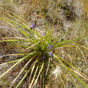 Caesia calliantha at Gungahlin, ACT - 21 Nov 2014