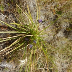 Caesia calliantha at Gungahlin, ACT - 21 Nov 2014 02:56 PM