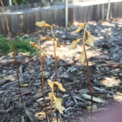 Gastrodia sesamoides (Cinnamon Bells) at City Renewal Authority Area - 19 Nov 2014 by AaronClausen