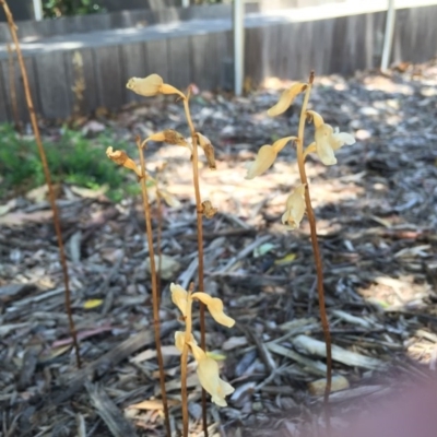 Gastrodia sesamoides (Cinnamon Bells) at Canberra, ACT - 19 Nov 2014 by AaronClausen