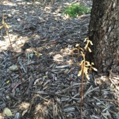 Gastrodia sesamoides at Canberra, ACT - suppressed