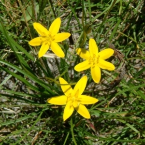 Hypoxis hygrometrica at Farrer, ACT - 22 Nov 2014 12:00 AM