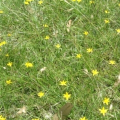 Hypoxis hygrometrica at Farrer, ACT - 22 Nov 2014