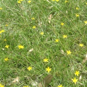 Hypoxis hygrometrica at Farrer, ACT - 22 Nov 2014