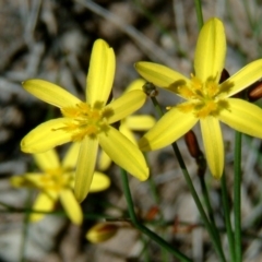 Tricoryne elatior (Yellow Rush Lily) at Farrer, ACT - 22 Nov 2014 by julielindner