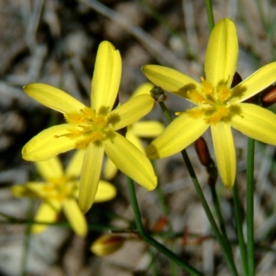 Tricoryne elatior (Yellow Rush Lily) at Farrer, ACT - 22 Nov 2014 by julielindner