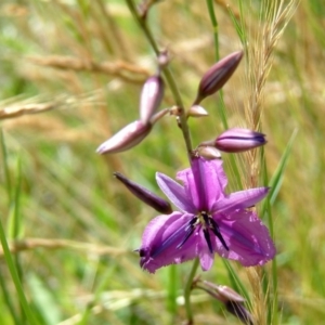 Arthropodium fimbriatum at Farrer, ACT - 22 Nov 2014 12:00 AM