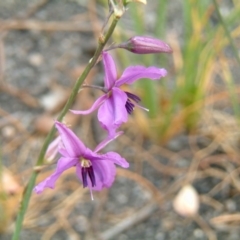 Arthropodium fimbriatum at Farrer, ACT - 22 Nov 2014 12:00 AM