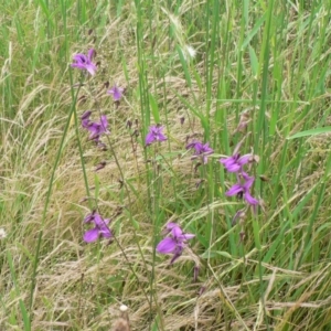 Arthropodium fimbriatum at Farrer, ACT - 22 Nov 2014 12:00 AM