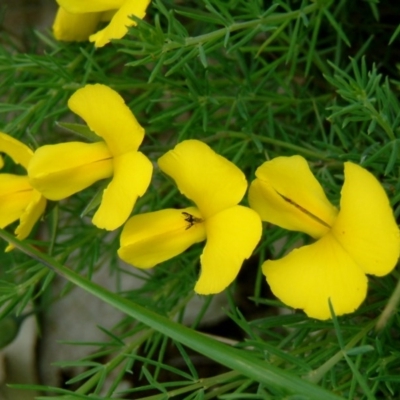 Gompholobium huegelii (Pale Wedge Pea) at Fadden, ACT - 19 Nov 2014 by julielindner