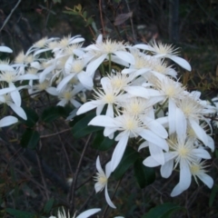 Clematis aristata (Mountain Clematis) at Namadgi National Park - 21 Nov 2014 by jeremyahagan