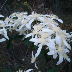 Clematis aristata at Cotter River, ACT - 21 Nov 2014 07:23 PM