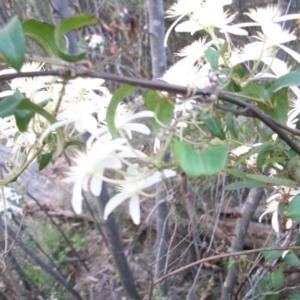 Clematis aristata at Cotter River, ACT - 21 Nov 2014 07:23 PM