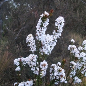 Epacris breviflora at Cotter River, ACT - 22 Nov 2014