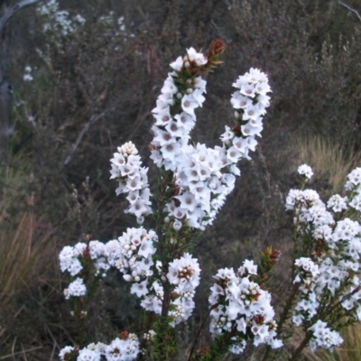 Epacris breviflora (Drumstick Heath) at Cotter River, ACT - 21 Nov 2014 by jeremyahagan