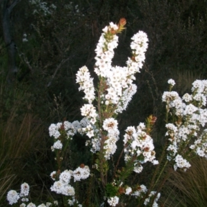 Epacris breviflora at Cotter River, ACT - 22 Nov 2014