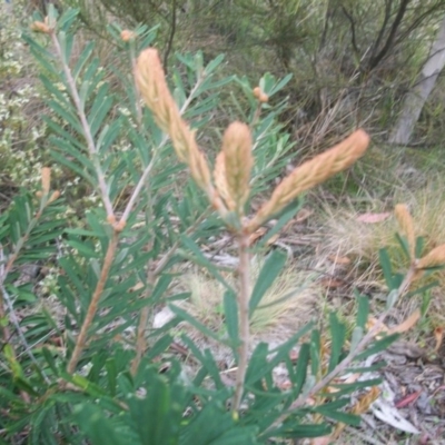 Banksia marginata (Silver Banksia) at Cotter River, ACT - 21 Nov 2014 by jeremyahagan
