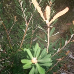 Banksia marginata at Cotter River, ACT - 22 Nov 2014