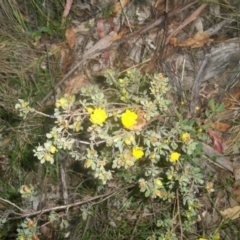 Hibbertia obtusifolia (Grey Guinea-flower) at Cotter River, ACT - 22 Nov 2014 by jeremyahagan