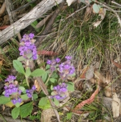 Ajuga australis (Austral Bugle) at Namadgi National Park - 22 Nov 2014 by jeremyahagan