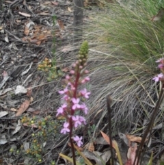 Stylidium armeria subsp. armeria (thrift trigger plant) at Namadgi National Park - 22 Nov 2014 by jeremyahagan