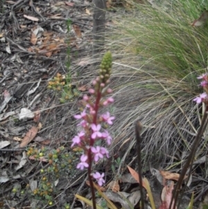 Stylidium armeria subsp. armeria at Cotter River, ACT - 22 Nov 2014