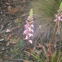 Stylidium armeria subsp. armeria at Cotter River, ACT - 22 Nov 2014