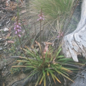 Stylidium armeria subsp. armeria at Cotter River, ACT - 22 Nov 2014