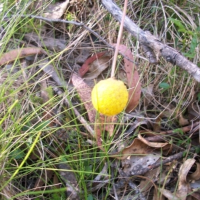 Unidentified at Namadgi National Park - 21 Nov 2014 by jeremyahagan