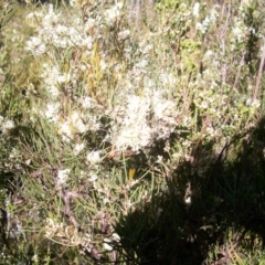 Hakea microcarpa (Small-fruit Hakea) at Cotter River, ACT - 22 Nov 2014 by jeremyahagan