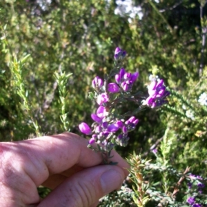 Comesperma retusum at Cotter River, ACT - 22 Nov 2014