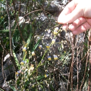 Dianella tasmanica at Cotter River, ACT - 22 Nov 2014 09:58 AM