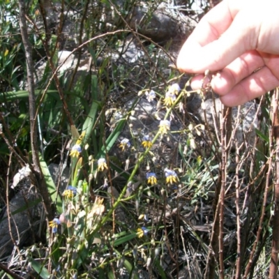 Dianella tasmanica (Tasman Flax Lily) at Namadgi National Park - 22 Nov 2014 by jeremyahagan