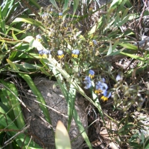 Dianella tasmanica at Cotter River, ACT - 22 Nov 2014 09:58 AM