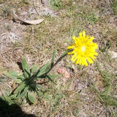 Podolepis jaceoides (Showy Copper-wire Daisy) at Bimberi, NSW - 23 Nov 2014 by jeremyahagan