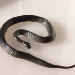 Cryptophis nigrescens (Eastern Small-eyed Snake) at Oallen, NSW - 2 Dec 1975 by wombey