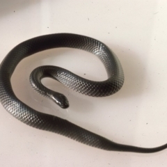 Cryptophis nigrescens (Eastern Small-eyed Snake) at Oallen, NSW - 1 Dec 1975 by wombey