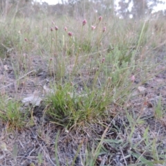 Laxmannia gracilis (Slender Wire Lily) at Conder, ACT - 7 Nov 2014 by MichaelBedingfield