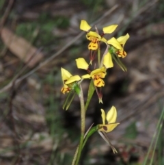 Diuris sulphurea (Tiger Orchid) at Tuggeranong Hill - 7 Nov 2014 by michaelb