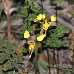 Diuris sulphurea at Conder, ACT - 7 Nov 2014